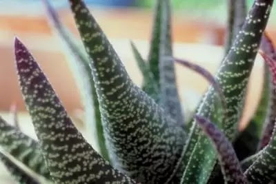 14718745650131850367449