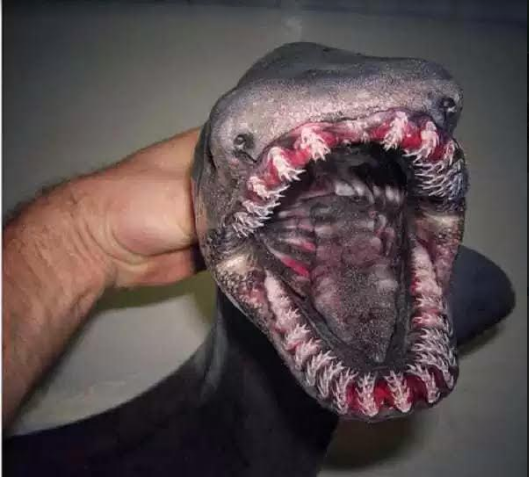 fish-8