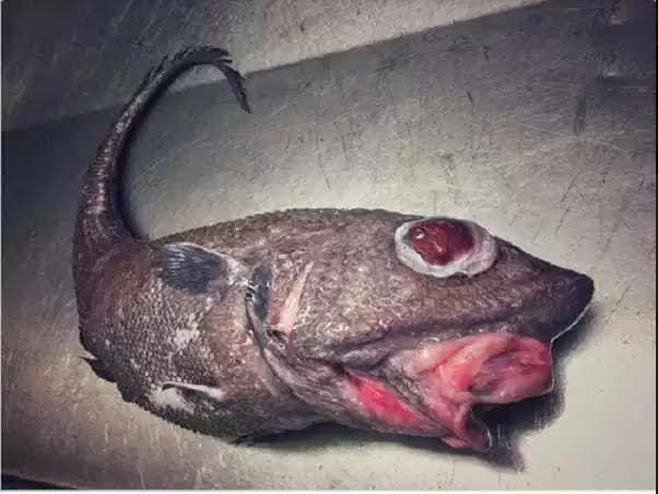 fish1