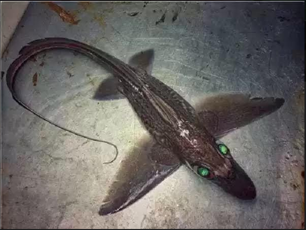 fish4