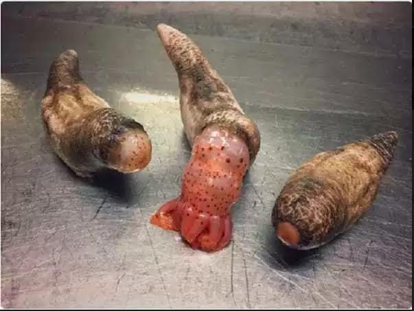 fish5