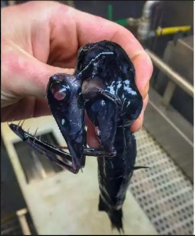fish6