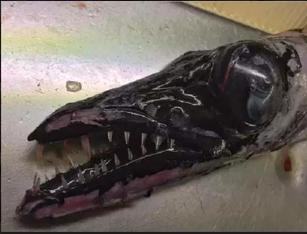 fish7