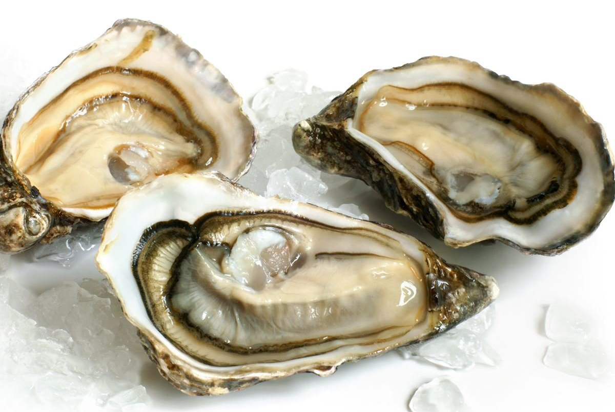 Oysters