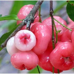 Amazing health benefits of Rose Apple fruit