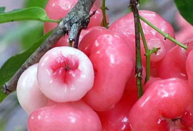 Amazing health benefits of Rose Apple fruit