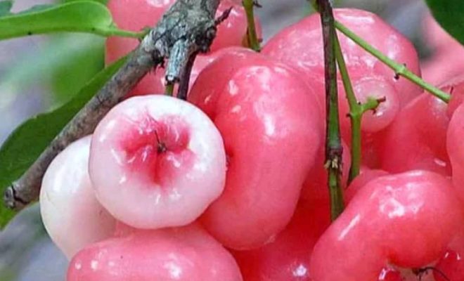 Amazing health benefits of Rose Apple fruit