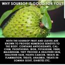 Important health benefits of Soursop