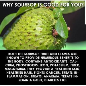 Important health benefits of Soursop