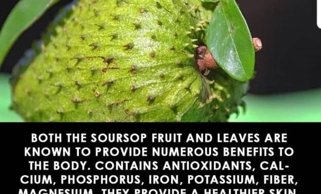 Important health benefits of Soursop