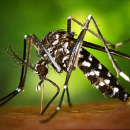 Test sterilisation of male mosquito
