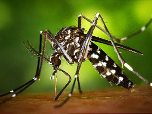 Test sterilisation of male mosquito