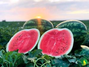 Watermelon can help you lose weight 