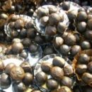 Walnuts