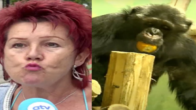 belgian woman banned from zoo chimpanzee attack belgian woman banned from zoo chimpanzee attack