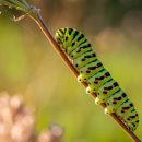 Scientists discover caterpillar poison as cure for cancer