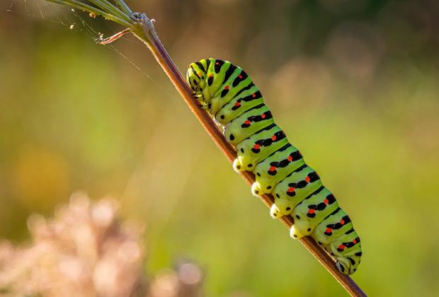 Scientists discover caterpillar poison as cure for cancer