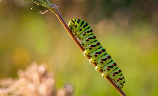 Scientists discover caterpillar poison as cure for cancer