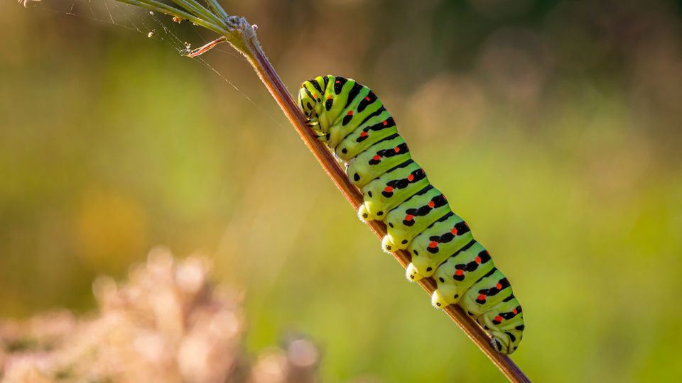 Scientists discover caterpillar poison as cure for cancer